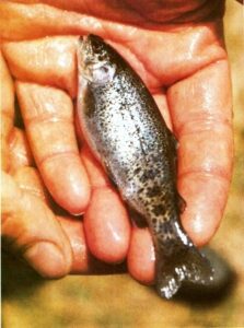 Small-Scale Trout Farming Image